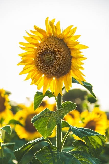 Cold Pressed Sunflower Oil