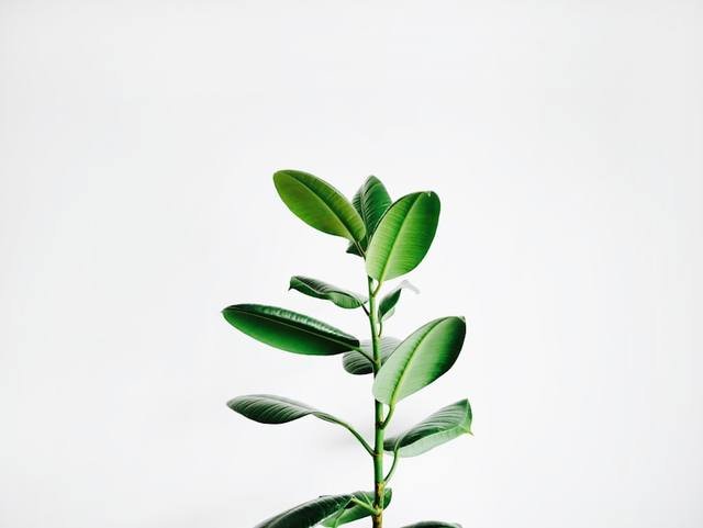 Curry Leaf & Coconut Hair Oil